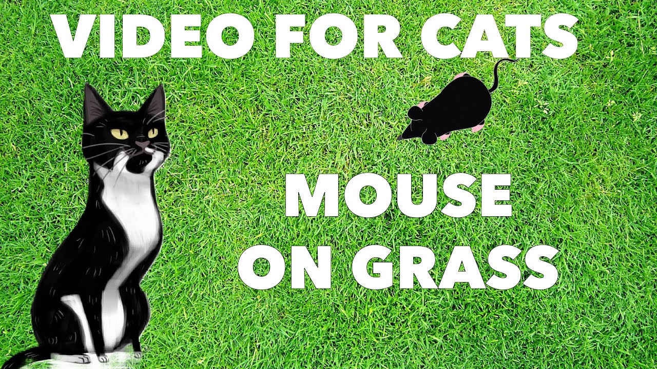 VIDEOS FOR CATS TO WATCH CATCHING MICE CAT GAMES MOUSE ON GRASS
