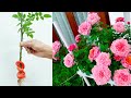 How to grow roses simply not everyone knows - Growing roses from cuttings