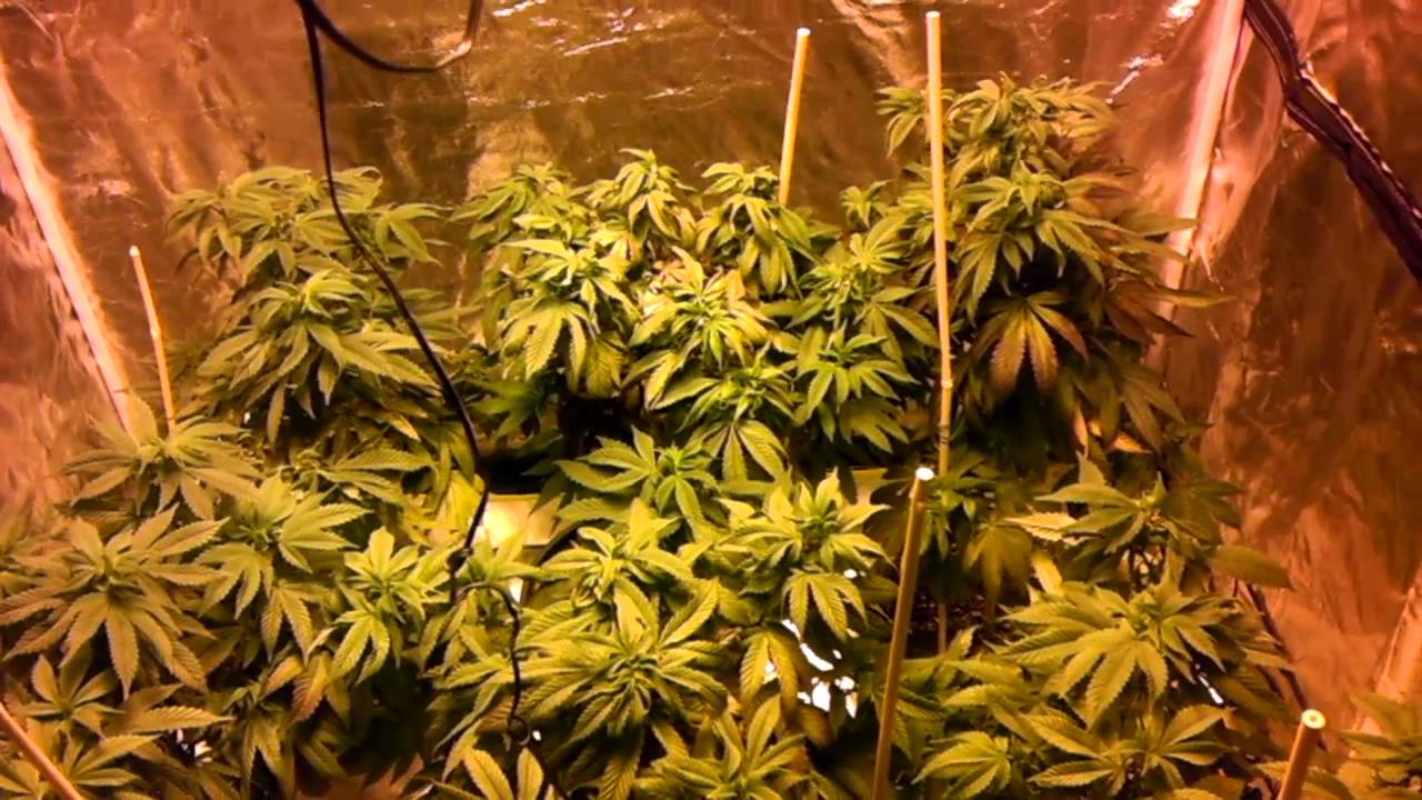 1000w hps grow unknown blueberry