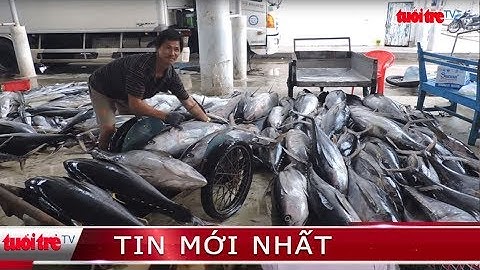⚡ Tin mới nhất | Ngư dân trúng đậm cá ngừ đại dương trước khi cơn bão số 12 đổ bộ