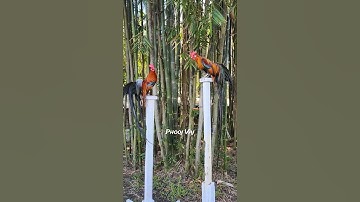 Bantam Phoenix Qaib Dib Tw Ntev #shorts #chicken #qaibdib #gamefowl #ayam #gallos #poultry #bantam