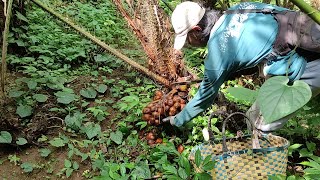 Satisfying Process of Harvesting Salak Fruit All Day and Direct Delivery to Buyers