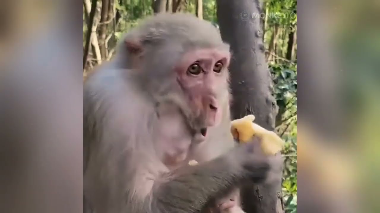 The Most Dangerous Day in a Baby Monkey's Life