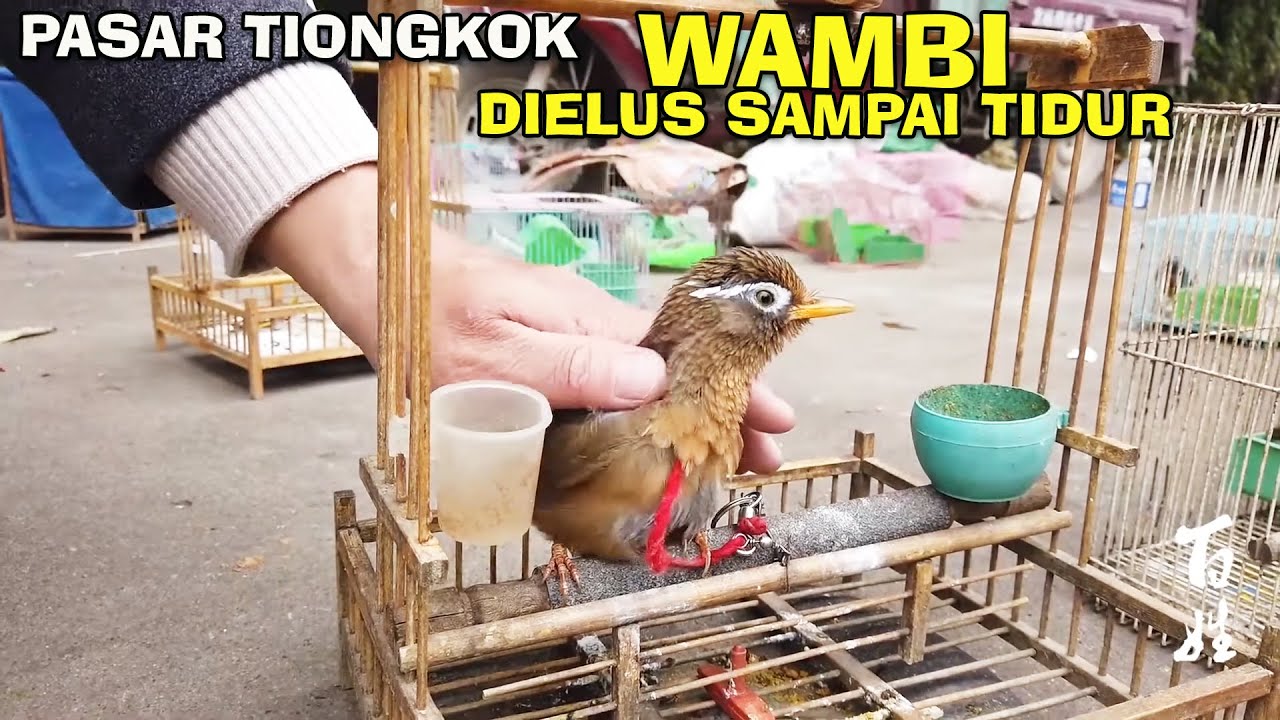 SITUASI PAGI PASAR BURUNG TIONGKOK BANYAK STOK BURUNG POKSAY WAMBI & POKSAY HONGKONG