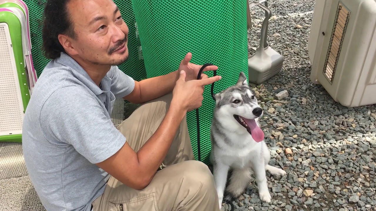 シベリアンハスキーの子犬のアイコンタクト リード 静岡県浜松市の犬のしつけ教室 Youtube