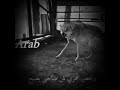 جنت اركض قبل لـ ـا صاحبي يطيح