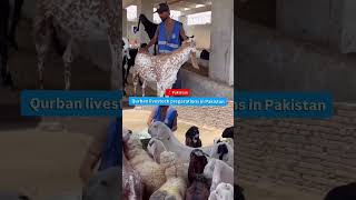 Qurbani preparations are underway as livestock are being cared for and readied ahead of Eid al-Adha.