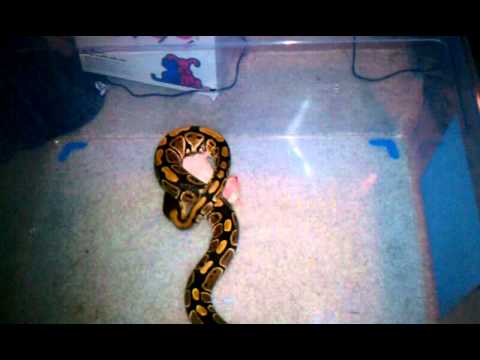 pythons for sale Ball python feeding