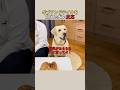 ギブアンドテイクを覚えた犬の反応