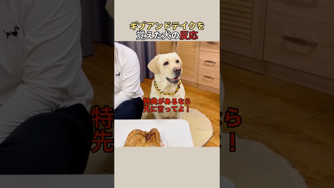 ギブアンドテイクを覚えた犬の反応