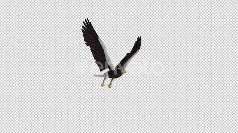 Sea Eagle - 4K Flying Loop - Side Angle | Motion Graphics - Envato elements