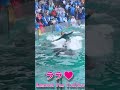 ララと一心同体!! #Shorts #鴨川シーワールド #シャチ #kamogawaseaworld #orca #killerwhale