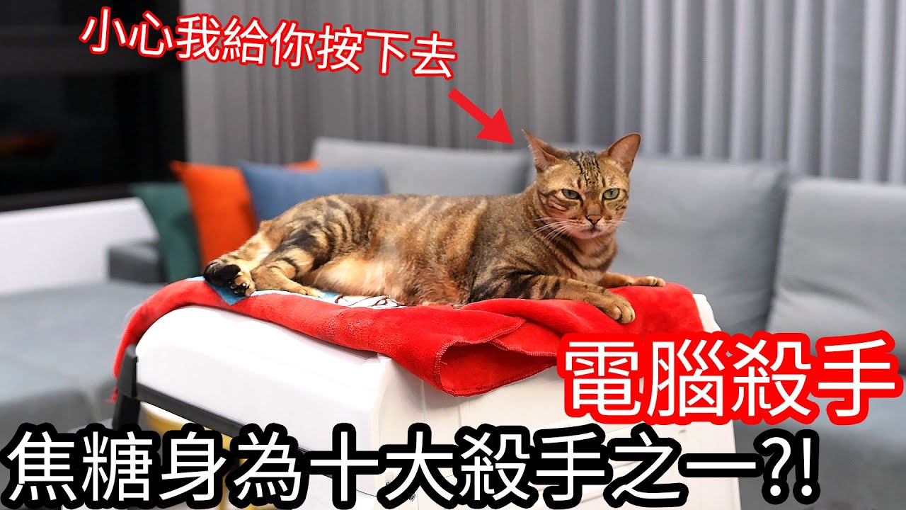 【阿金生活】電腦殺手 焦糖身為十大殺手之一!?