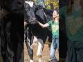 Tallest living steer - Romeo at 1.94 metres (6 ft 4.5 in) 🇺🇸