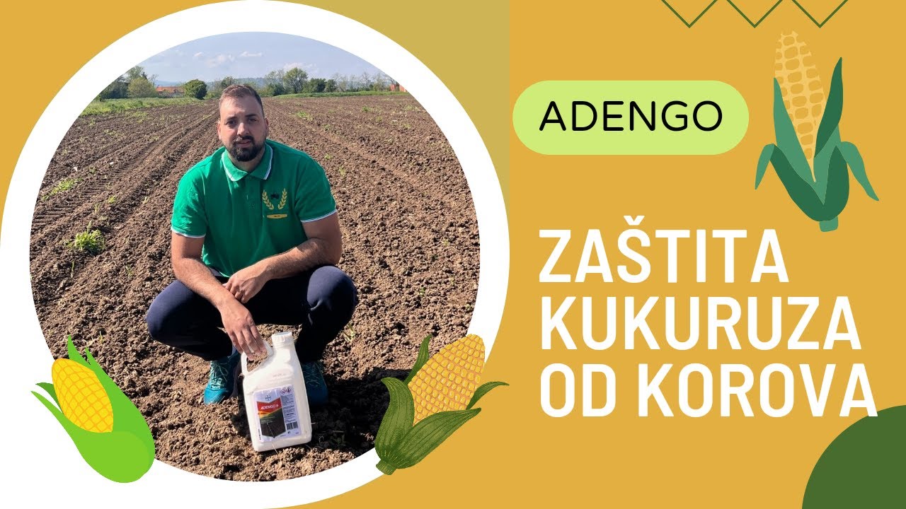 ADENGO | Zaštita kukuruza od korova 2023 | Zašto ne 3.list?