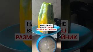 Перец размером с чайник вырос На Минщине