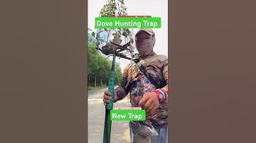 #newtrap #shorts #dovehunting #dovetrap #dovebird #birdhunting #hunting #1millionviews