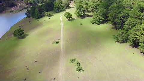 Cây thông cô đơn Đà Lạt