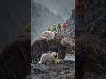 😭 Injured Eagle Refused To Leave Its Baby ❤️ | 🦅 Mother Eagle Protects Baby During Storm 😢