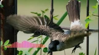 Masteran Burungku tilang ‼️ Mp3 #burung #burungkicaudialamliar @kicaumania2003