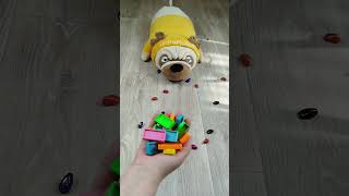 Cat Barsik 🐱 and Dog 🐶 Marbles 🔴 Satisfying reverse video ASMR