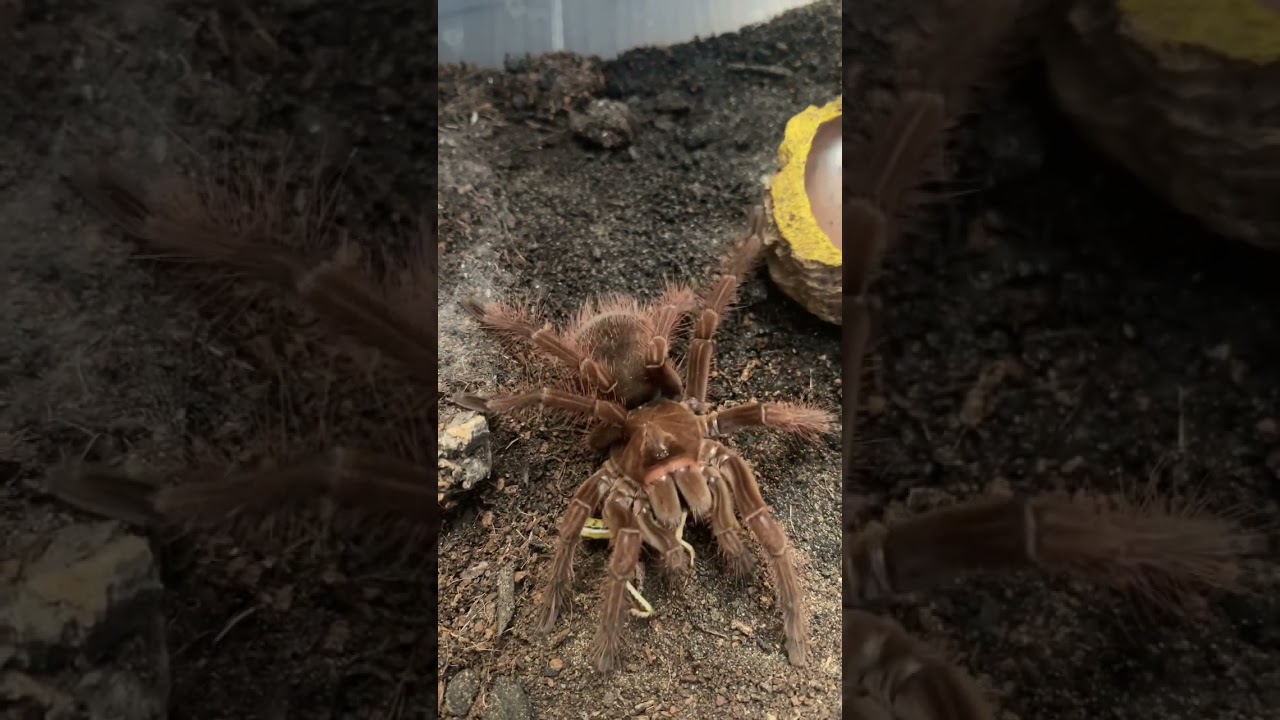 Goliath eating dinner 