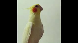 Burung parkit australia bicara bozkuh (yellow)