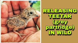 Realising Teetar Grey Partridge Chick In Wild | Cute Teetar Chicks by Riyaz Korbu 56 views 9 months ago 1 minute, 26 seconds