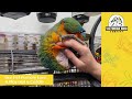 Current Hand Reared Baby Parrots | 5/4/24 | Victorian Bird Co