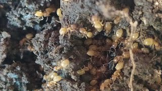 Lasius sp jaune (flavus?) 🐜