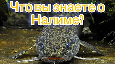 Налим / Полезные свойства Налима