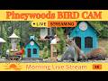 📹 LIVE Backyard Bird Buffet | Who Will Show Up Today? | Tufted Titmice, Blue Jays & Grackles