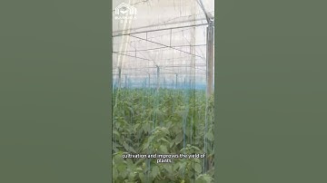 Multi-span Greenhouse