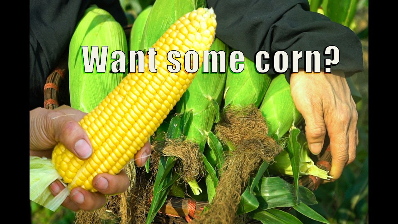 Want Some Corn? Fresh Corn from My Garden