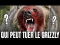 5 animaux qui pourraient vaincre un grizzly