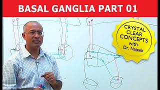 Basal Ganglia | Neuroanatomy | Part 1/3