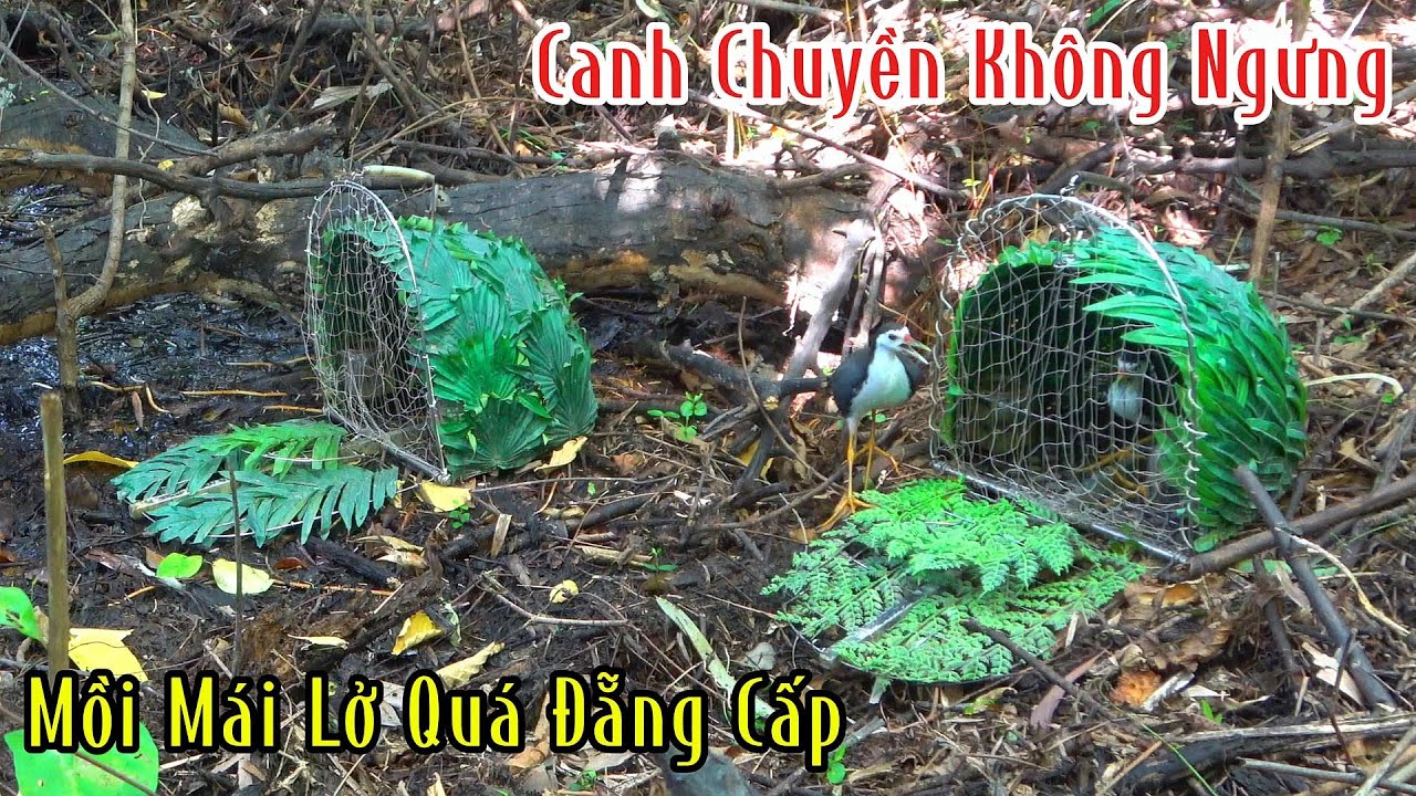 Đẵng Cấp Chim Quốc Mồi Tự Chơi Sẽ Như Thế Nào | Đam Mê Săn Bắt