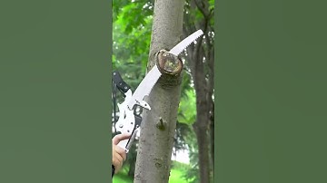 Làm thế nào cắt cành trên cao đơn giản - an toàn nhất?