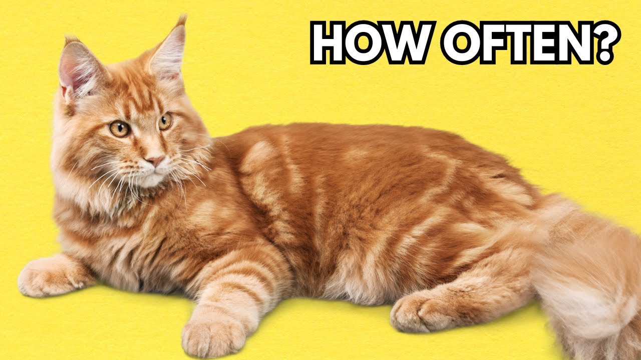 How often do cats go into heat? Frequency of heat cycles in cats