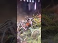 Hilda the cute wolf spider eats dinner #shorts #spider