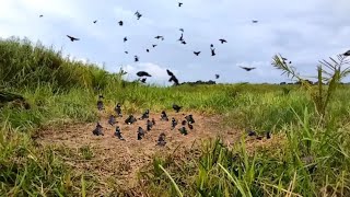 jitu, mikat burung jalak kebo, pikat burung jalak kebo