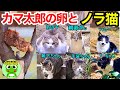 カマキリ日記#48 カマ太郎の卵のケース改良、春めいてきた庭、ノラ猫の「茶族」と「白黒族」【byおたま日記】