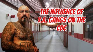 Y.A Gangs In California Prisons