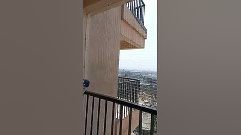 #TransparentNet #BirdNetTransparent Anti Bird Net services Heavy duty  Cat Monkey Child Safety Net