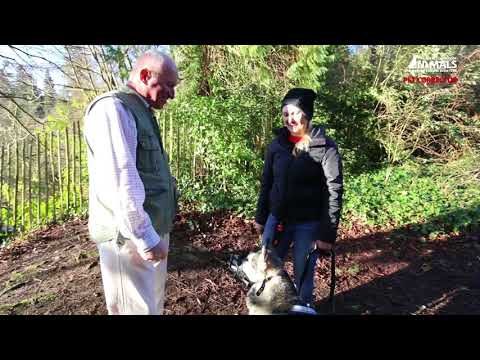 pet-corrector---retraining-aggressive-dogs----piper