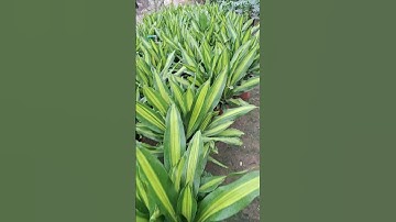 Bán buôn bán lẻ cây thiết mộc lan ngọn lá xọc vàng 0977973535