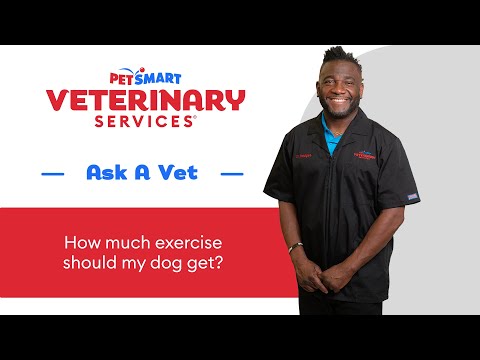 How Much Exercise Your Dog Really Needs | PetSmart Veterinary Services