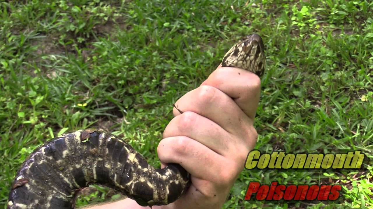 Cottonmouth and Banded Water Snake - YouTube