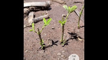 Hail damaged beans regrowth timelapse part 1