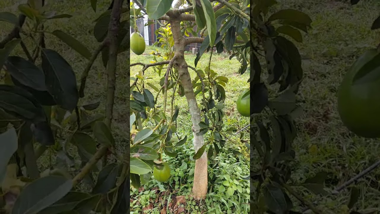 Alpukat Miki . Gueeenjahh & produktifitas tidak diragukan . Pilihan varietas unggulan Pekebun